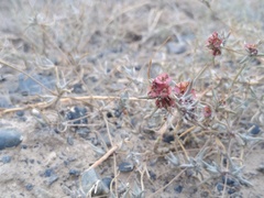 Pyankovia brachiata