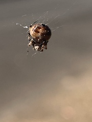 Araneus rotundulus