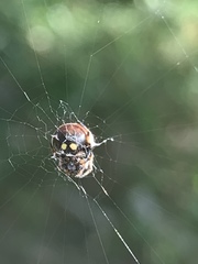 Araneus rotundulus