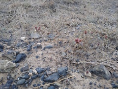 Pyankovia brachiata