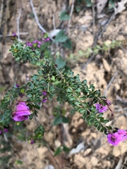 Tetratheca bauerifolia