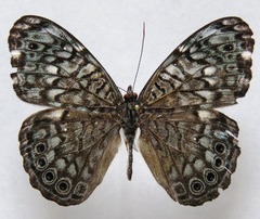 Hamadryas atlantis atlantis