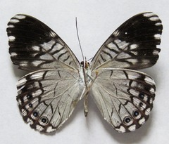 Hamadryas atlantis atlantis