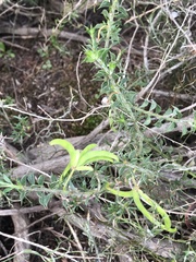 Acacia huegelii