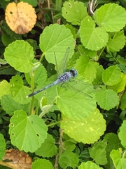 Diplacodes trivialis