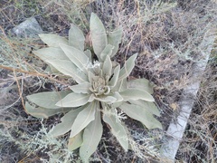 Verbascum songaricum
