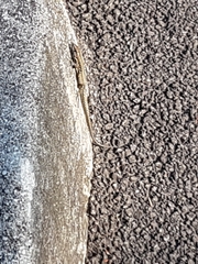 Podarcis muralis
