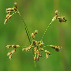 Scirpus pendulus