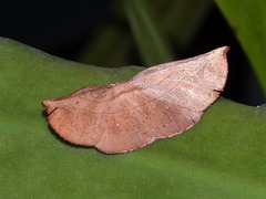 Xenomusa metallica