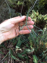 Parsonsia capsularis