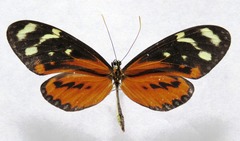 Mechanitis polymnia lycidice