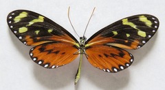 Mechanitis polymnia lycidice