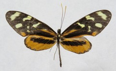 Mechanitis polymnia lycidice