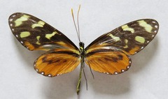 Mechanitis polymnia lycidice