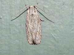 Phylomictis sarcinopa