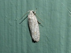 Phylomictis sarcinopa
