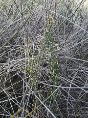 Thysanotus patersonii