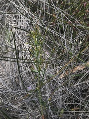 Thysanotus patersonii