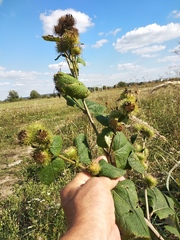 Arctium × nothum