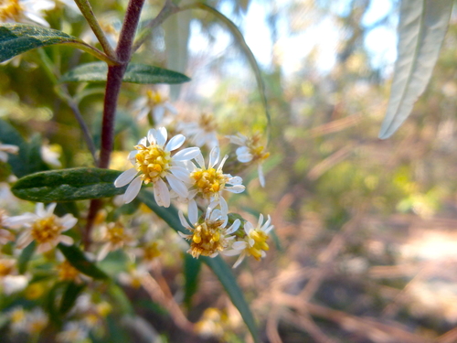 Image of Olearia viscidula by (c) Kiri Bee, some rights reserved (CC BY)
