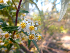 Olearia viscidula