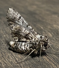 Hypographa aristarcha