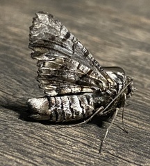 Hypographa aristarcha