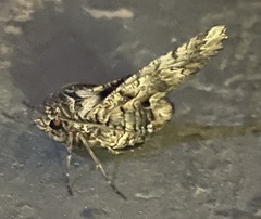 Hypographa aristarcha