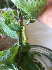 Melanchra persicariae