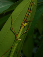 Marmessoidea rosea