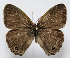 Cissia themis