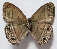 Cissia themis