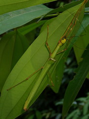 Marmessoidea rosea