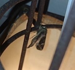 Helotropha reniformis