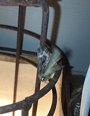 Helotropha reniformis