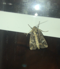 Helotropha reniformis