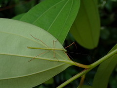 Marmessoidea rosea