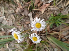 Allittia uliginosa