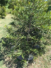 Elaeodendron orientale