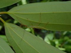 Marmessoidea rosea
