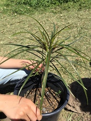 Elaeodendron orientale