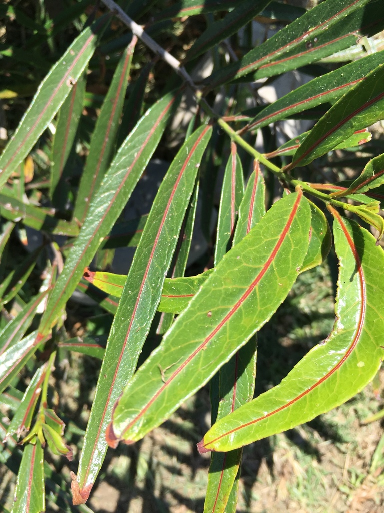 Elaeodendron orientale