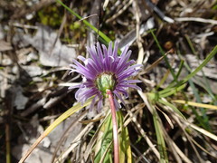 Allittia uliginosa