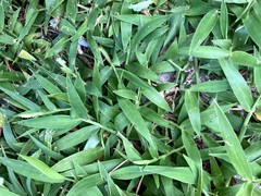 Thuarea involuta