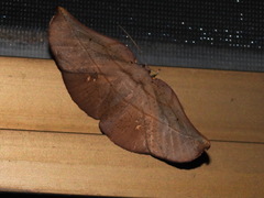 Xenomusa metallica