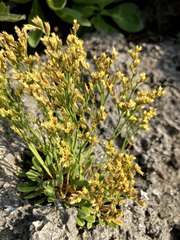 Limonium wrightii wrightii