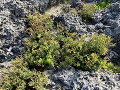 Limonium wrightii wrightii