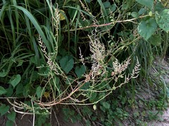 Chenopodium acuminatum