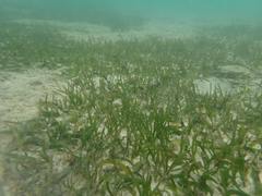 Thalassia hemprichii
