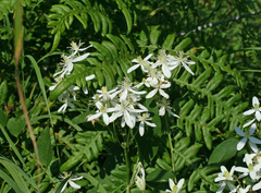 Clematis terniflora mandshurica